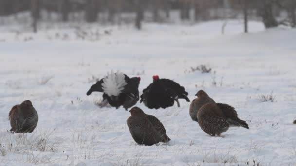 黒のグループは雪の上でトレッキング オスとメスの鳥 Tetrao Tetrix 自然生息地早春 — ストック動画