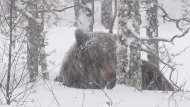 Bär Frisst Nahaufnahme Wilder Erwachsener Braunbär Schnee Winterwald Erwachsener Großer — Stockvideo