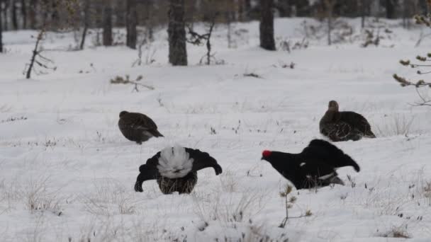 Black Grouses Saltando Sobre Nieve Aves Macho Hembra Nombre Científico — Vídeos de Stock