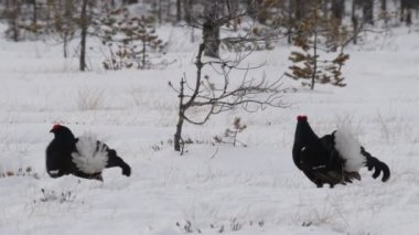 Siyah Grouses karda lekeleniyor. Erkekler. Bilimsel adı Tetrao Tetrix. Doğal yaşam alanı. Baharın Başları.
