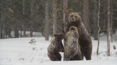 Kar yağarken ayı ailesi. Karda dişi ayı ve ayı yavruları. Kış ormanındaki kahverengi ayılar. Doğal yaşam alanı. Bilimsel adı Ursus Arctos Arctos..