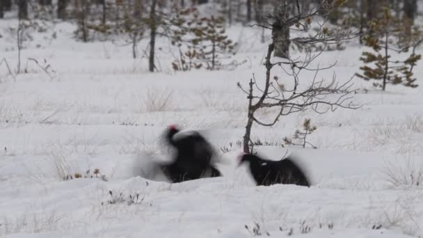 Black Grouses Saltando Sobre Nieve Hombre Nombre Científico Tetrao Tetrix — Vídeos de Stock