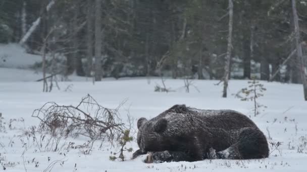 Urso Castanho Adulto Selvagem Encontra Neve Floresta Inverno Noite Crepúsculo — Vídeo de Stock