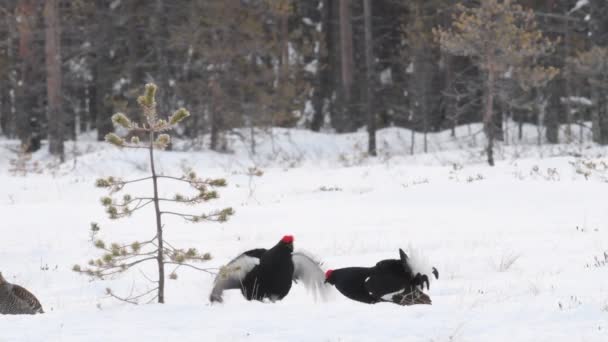 Black Grouses Saltando Sobre Nieve Aves Macho Hembra Nombre Científico — Vídeos de Stock