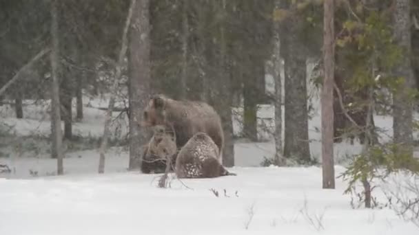 Rodina Medvědů Sněhu Medvědice Medvědice Sněhu Blizzard Zimním Lese Přírodní — Stock video