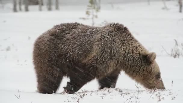 Urso Castanho Adulto Selvagem Neve Floresta Inverno Urso Castanho Grande — Vídeo de Stock