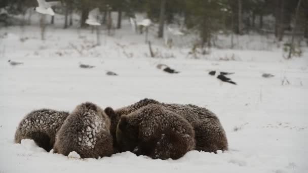 Rodzina Niedźwiedzi Śniegu Niedźwiedzie Niedźwiedzie Śniegu Blizzard Zimowym Lesie Środowisko — Wideo stockowe