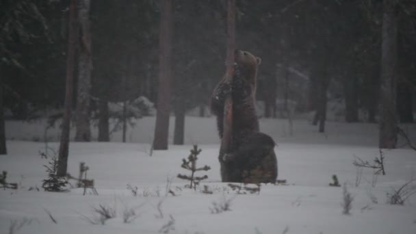 Família Urso Floresta Inverno Ursa Filhote Urso Neve Urso Castanho — Vídeo de Stock