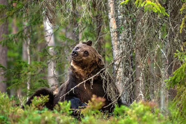 Medve Rázkódik Felnőtt Barna Medve Férfi Erdőben Tudományos Név Ursus — Stock Fotó