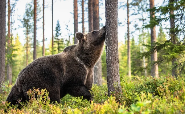 Αρκούδα Μυρίζει Ένα Δέντρο Καφέ Αρκούδα Στο Πευκοδάσος Του Φθινοπώρου — Φωτογραφία Αρχείου