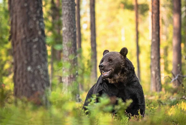 Felnőtt Barna Medve Férfi Erdőben Tudományos Név Ursus Arctos Természetes — Stock Fotó