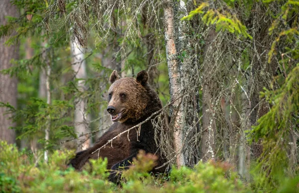 熊坐在一棵树旁 成年棕熊在森林里 Ursus Arctos 自然生境 — 图库照片
