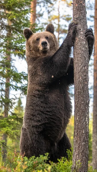 Urso Marrom Está Suas Patas Traseiras Por Uma Árvore Uma — Fotografia de Stock