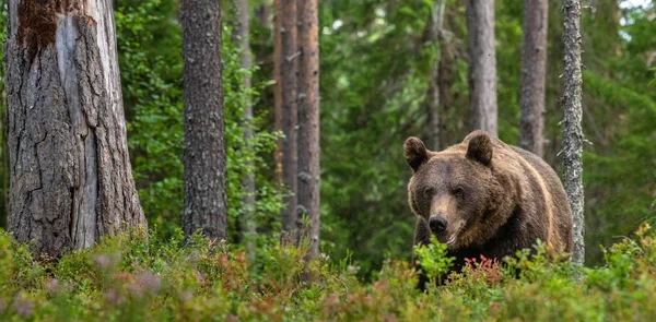 Hombre Adulto Oso Pardo Bosque Nombre Científico Ursus Arctos Hábito — Foto de Stock