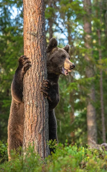 Бурый Медведь Стоит Задних Лапах Дерева Сосновом Лесу Взрослый Бурый — стоковое фото