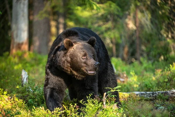 Dorosły Mężczyzna Niedźwiedzia Brązowego Lesie Nazwa Naukowa Ursus Arctos Siedlisko — Zdjęcie stockowe