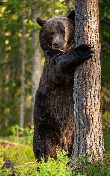 Бурый Медведь Стоит Задних Лапах Дерева Сосновом Лесу Взрослый Бурый — стоковое фото