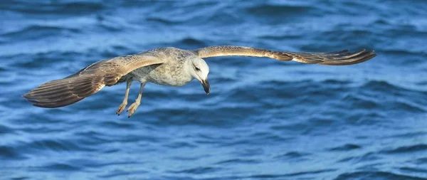 Flying Juvenile Kelp Gull Larus Dominicanus Also Known Dominican Gull — Stock Photo, Image