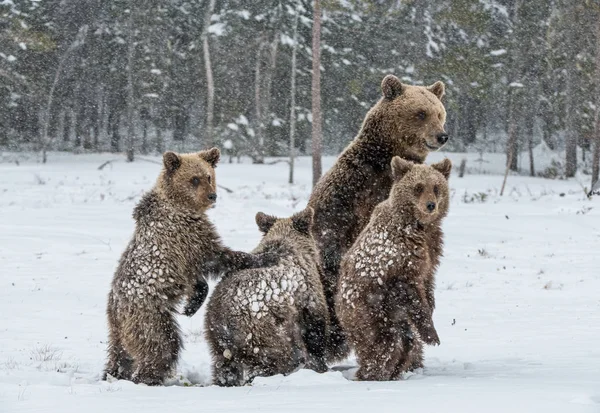 Bear Family Snowfall She Bear Bear Cubs Snow Brown Bears — 스톡 사진