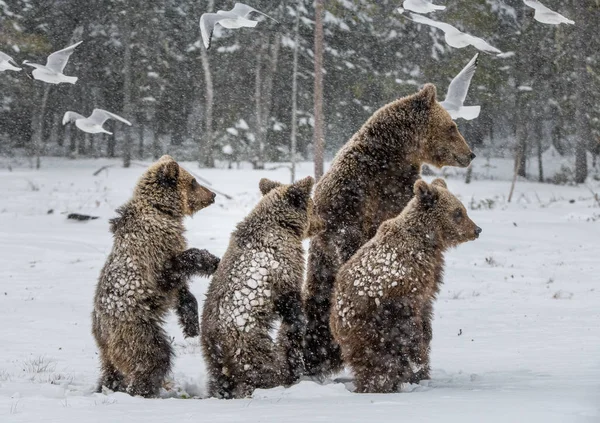 Björnfamilj Snöfallet Hon Björn Och Björnungar Snön Brunbjörnar Vinterskogen Naturlig — Stockfoto