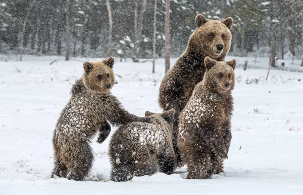 Αρκούδα Οικογένεια Στο Χιόνι Αρκούδα Και Αρκουδάκια Στο Χιόνι Καφέ — Φωτογραφία Αρχείου
