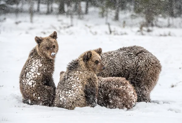 Bear Family Snowfall She Bear Bear Cubs Snow Brown Bears — 스톡 사진