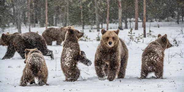 Медвежья Семья Снегопаде Медведица Медведица Снегу Бурые Медведи Зимнем Лесу — стоковое фото