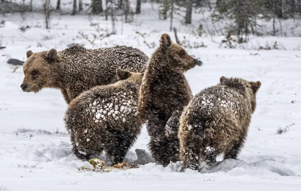 Bear family in the snowfall. She-Bear and bear cubs on the snow. Brown bears in the winter forest. Natural habitat. Scientific name: Ursus Arctos Arctos.