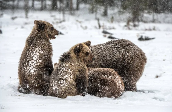 Björnfamilj Snöfallet Hon Björn Och Björnungar Snön Brunbjörnar Vinterskogen Naturlig — Stockfoto