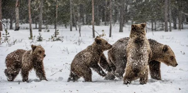 Björnfamilj Snöfallet Hon Björn Och Björnungar Snön Brunbjörnar Vinterskogen Naturlig — Stockfoto