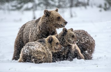 Kar yağarken ayı ailesi. Karda dişi ayı ve ayı yavruları. Kış ormanındaki kahverengi ayılar. Doğal yaşam alanı. Bilimsel adı Ursus Arctos Arctos..