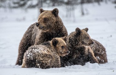Kar yağarken ayı ailesi. Karda dişi ayı ve ayı yavruları. Kış ormanındaki kahverengi ayılar. Doğal yaşam alanı. Bilimsel adı Ursus Arctos Arctos..