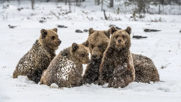 Αρκούδα Οικογένεια Στο Χιόνι Αρκούδα Και Αρκουδάκια Στο Χιόνι Καφέ — Φωτογραφία Αρχείου