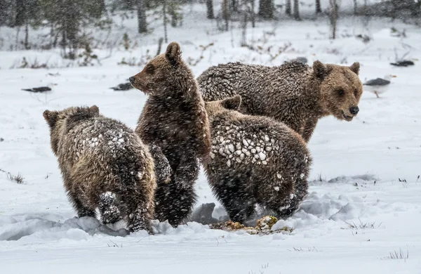 Björnfamilj Snöfallet Hon Björn Och Björnungar Snön Brunbjörnar Vinterskogen Naturlig — Stockfoto