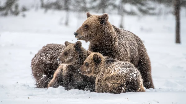 Una Familia Osos Nevada Osa Osos Cachorros Nieve Osos Pardos — Foto de Stock