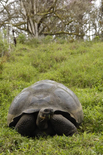 En gigantisk Galapagossköldpadda (Chelonoidis elephantopus), Galapagosöarna, Ecuador, Sydamerika. — Stockfoto