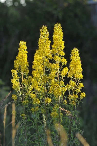 Virágzó Sárga Kis Virágos Növények Zöld Levelekkel Nyári Réten — Stock Fotó