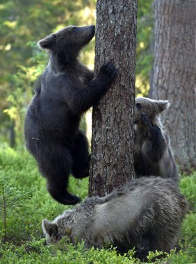Dişi ayı ve yavruları yaz ormanında. Kahverengi ayı, bilimsel adı Ursus Arctos Arctos. Doğal yaşam alanı.