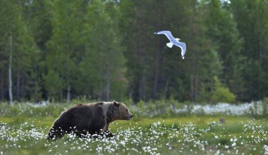 Yaz ormanındaki çayırda kahverengi ayı. Yağmurlu, akşam alacakaranlığı. Bilimsel adı Ursus Arctos Arctos..