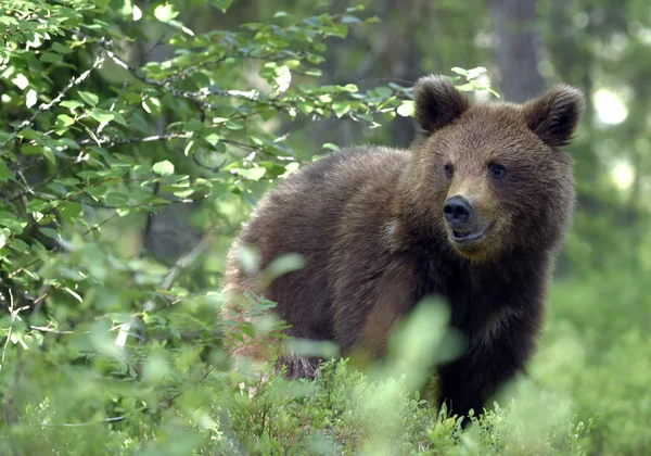 Маленький Ведмідь Лісі Ведмідь Брауна Лісах Природне Середовище Наукова Назва — стокове фото