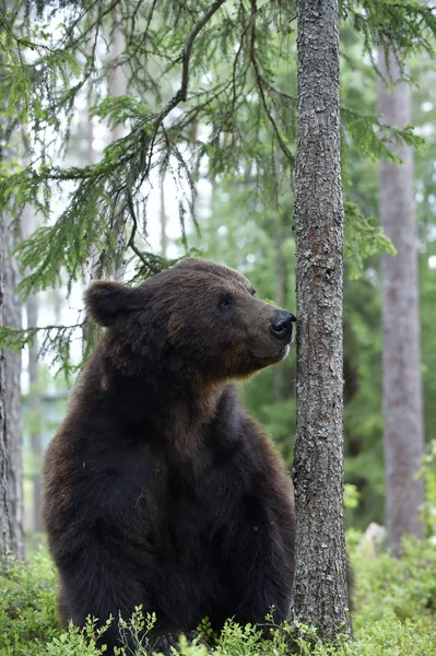 Little bear in the forest. Cub of Brown Bear in the summer forest. Natural habitat. Scientific name: Ursus arctos.