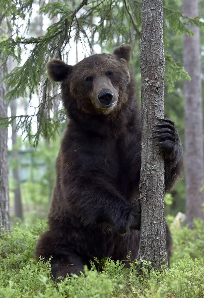 Взрослый Бурый Медведь Лесу Научное Название Ursus Arctos Естественная Среда — стоковое фото