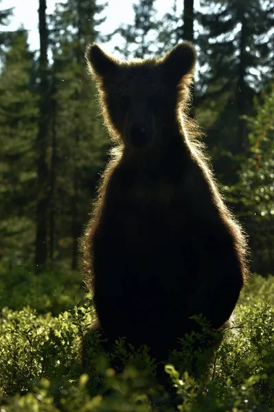 Backlit brown bear cub. Bear Cub against a sun. Brown bear in back light. Lit by evening sun at summer forest.