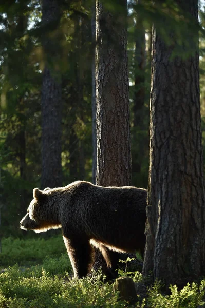 Взрослый Бурый Медведь Сосновом Лесу Научное Название Ursus Arctos Естественная — стоковое фото