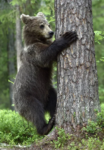 Cub Brown Bear Stands Its Hind Legs Tree Pine Forest — Stock Photo, Image