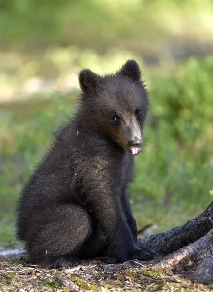 Little bear in the forest. Cub of Brown Bear in the summer forest. Natural habitat. Scientific name: Ursus arctos.