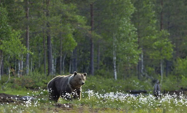 Бурый Медведь Лугу Летнем Лесу Дождливые Вечерние Сумерки Научное Название — стоковое фото