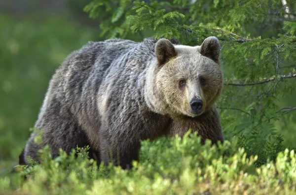 Бурый Медведь Летнем Лесу Научное Название Ursus Arctos Arctos — стоковое фото