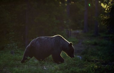 Çam ormanında yetişkin erkek boz ayı. Bilimsel adı Ursus Arctos. Doğal yaşam alanı.