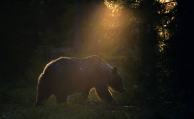 Çam ormanında yetişkin erkek boz ayı. Bilimsel adı Ursus Arctos. Doğal yaşam alanı.